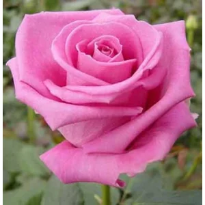 Роза "Аква"(Aqua)