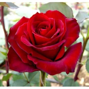 Роза "Caballero"